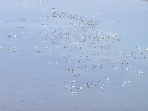 中国鄱阳湖候鸟群航拍图