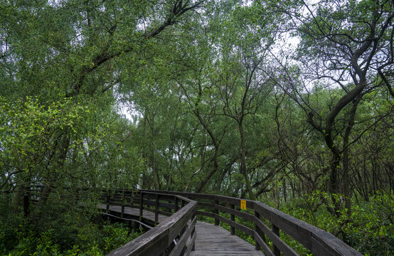 深圳福田红树林自然保护区风景