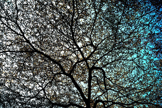 树和天空