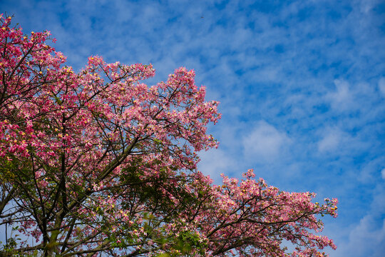 樱花和天空