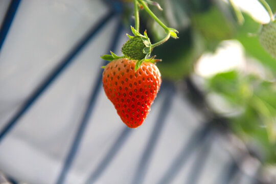 拍摄鲜草莓