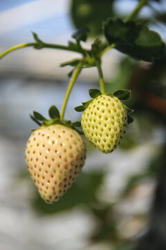 青白草莓