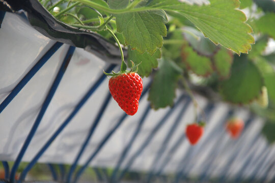 鲜草莓果