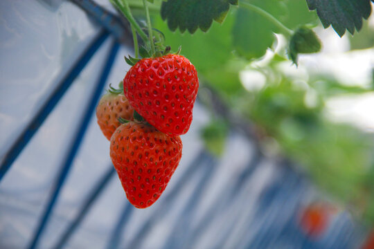 鲜果草莓拍摄