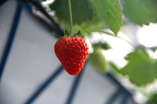 一颗鲜草莓