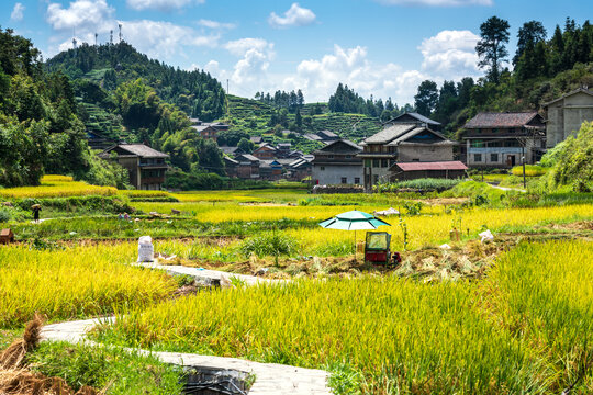 广西乡村田园秋色