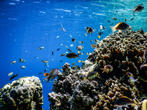 印尼巴厘岛孟赞干岛水下珊瑚鱼群