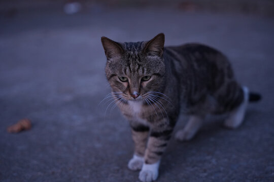 小狸花猫