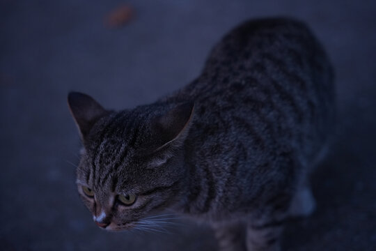 生气的狸花猫