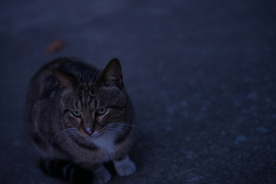 狸花猫