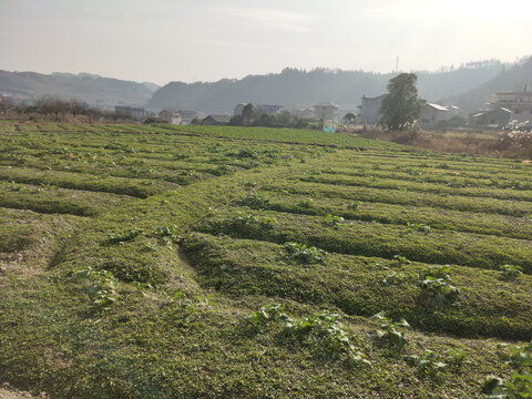 乡村油菜田