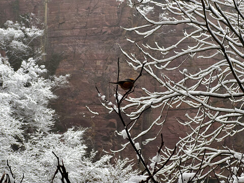 红石峡树上雪中彩鸟