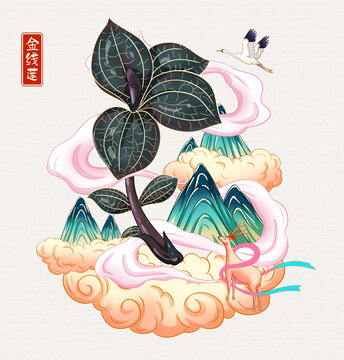 金线莲插画手绘