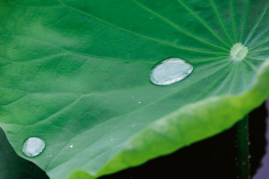 雨中荷叶上的晶莹水珠