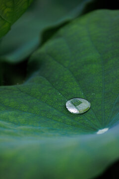 雨中荷叶上的晶莹水珠