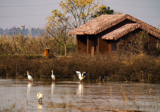 中国鄱阳湖候鸟风景图