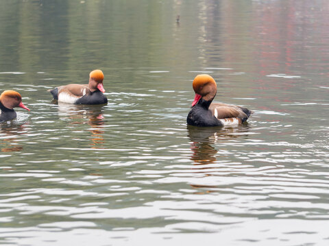 赤嘴潜鸭在冬季整理胸前的羽毛