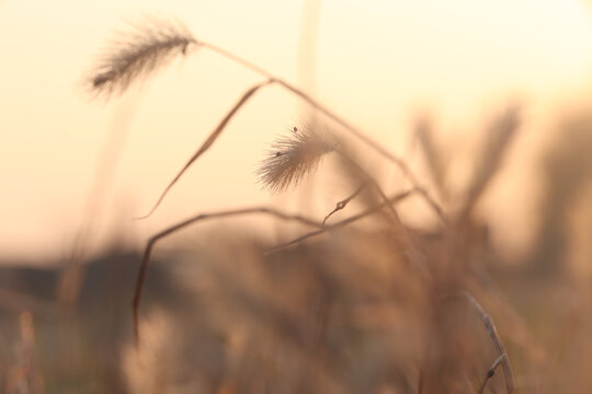 霜降小草