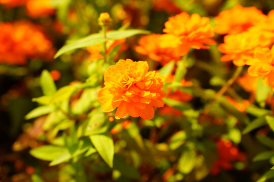 花朵特写