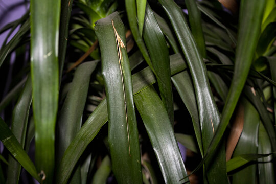 鸿运当头植物