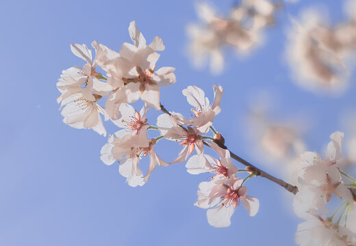 樱花