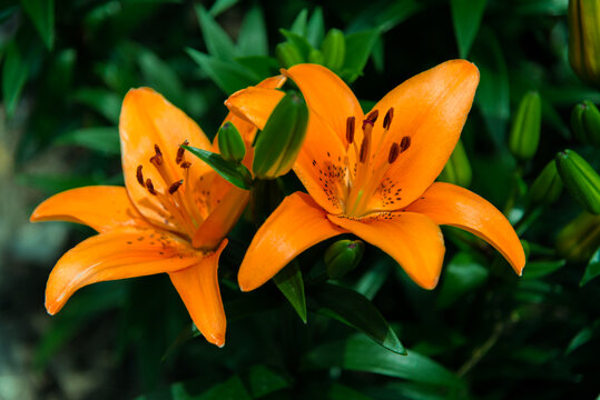 黄色百合花