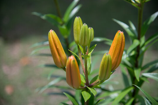 毛百合