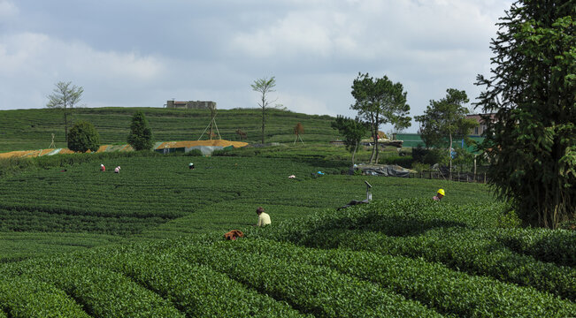 下岩贝茶园