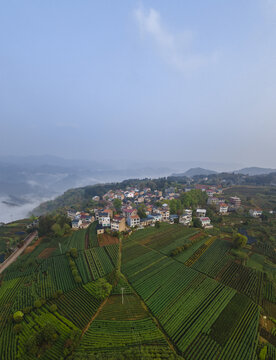 高山茶园