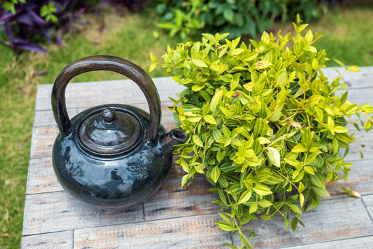 茶壶和盆栽