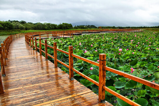 黑瞎子岛湿地公园荷塘栈道