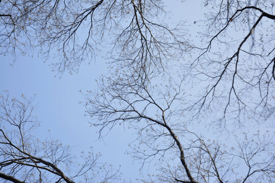 天空乌桕树树枝