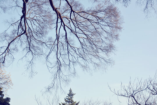 树枝冬景