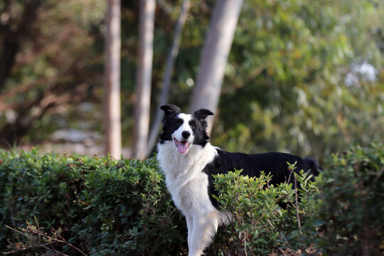 寻找目标的牧羊犬