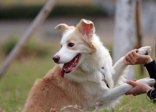 调皮的小型犬