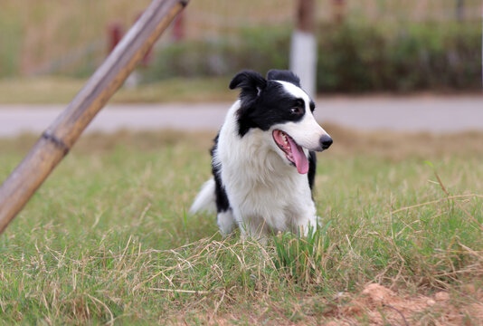 草地牧羊犬