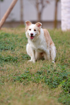 狗子拉屎