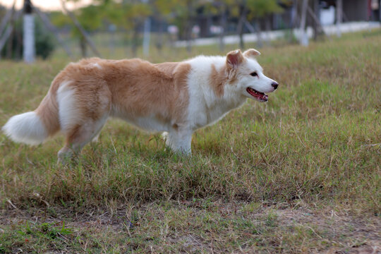 草地上的宠物犬