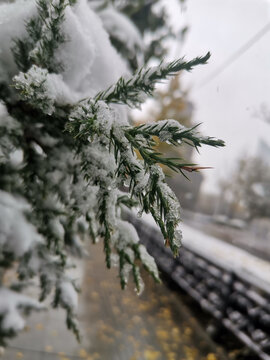 雪松