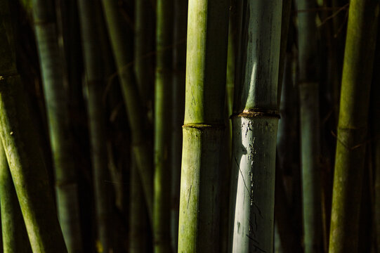 茂密竹林