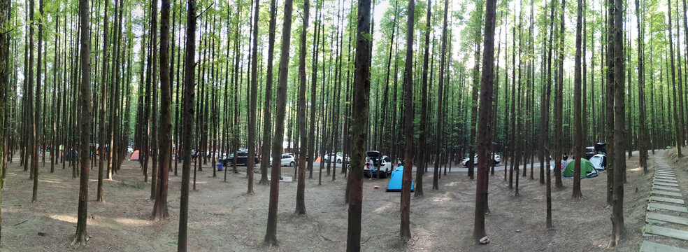 森林露营
