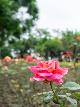 月季花