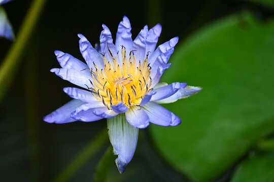 国家植物园盛开的蓝色睡莲