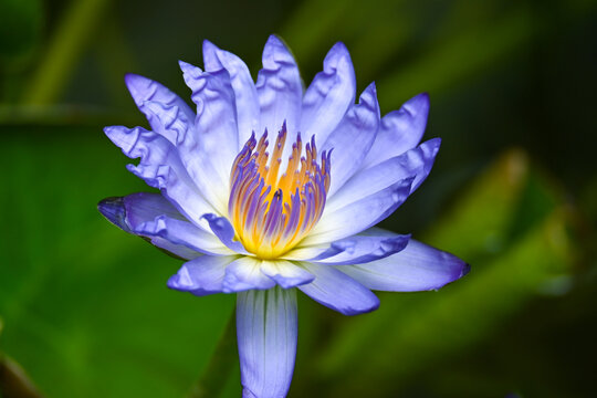 国家植物园盛开的蓝色睡莲
