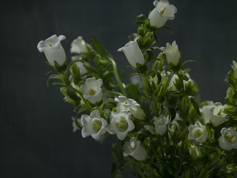 一束风铃花