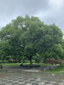 瘦西湖夏景参天大树