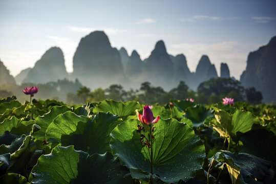 晨雾中的美丽荷花