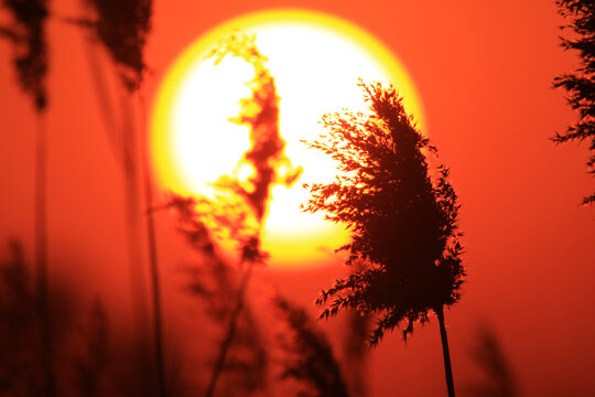 芦苇夕阳