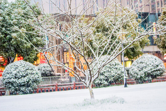 城市树梢雪景