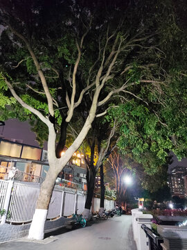 夜晚树木